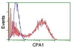 CPA1 (Carboxypeptidase A1) Monoclonal Antibody (OTI1D11), TrueMAB , OriGene