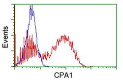 CPA1 (Carboxypeptidase A1) Monoclonal Antibody (OTI4F10), TrueMAB , OriGene