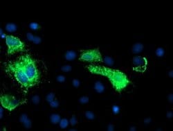 CPA1 (Carboxypeptidase A1) Monoclonal Antibody (OTI2E3), TrueMAB , OriGene:Antibodies:Primary