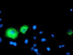 CPA1 (Carboxypeptidase A1) Monoclonal Antibody (OTI1D11), TrueMAB , OriGene