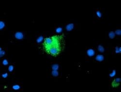 CPA1 (Carboxypeptidase A1) Monoclonal Antibody (OTI4F10), TrueMAB , OriGene