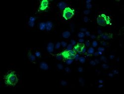CPA1 (Carboxypeptidase A1) Mouse anti-Human, Clone: OTI1C1, lyophilized,