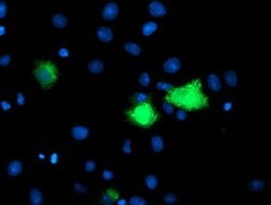 CPA1 (Carboxypeptidase A1) Mouse anti-Human, Clone: OTI1C12, lyophilized,