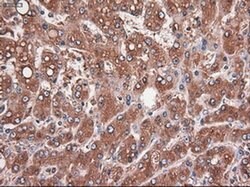 CPA1 (Carboxypeptidase A1) Mouse anti-Human, Clone: OTI2A3, liquid, TrueMAB 100 &mu;L | Buy Online | OriGene | Fisher Scientific