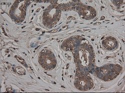 CPA1 (Carboxypeptidase A1) Mouse anti-Human, Clone: OTI4F1, lyophilized,