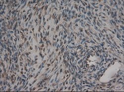 CPA1 (Carboxypeptidase A1) Mouse anti-Human, Clone: OTI4F1, lyophilized,
