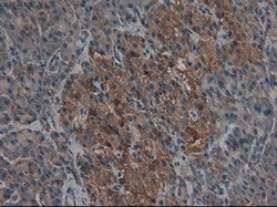 CPA1 (Carboxypeptidase A1) Mouse anti-Human, Clone: OTI4F1, lyophilized,
