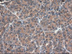 CPA1 (Carboxypeptidase A1) Mouse anti-Human, Clone: OTI4F1, lyophilized,