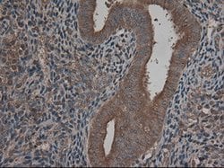 CPA1 (Carboxypeptidase A1) Mouse anti-Human, Clone: OTI4F1, lyophilized,