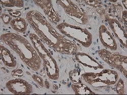 CPA1 (Carboxypeptidase A1) Mouse anti-Human, Clone: OTI4F1, lyophilized,