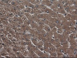CPA1 (Carboxypeptidase A1) Mouse anti-Human, Clone: OTI4F1, lyophilized,