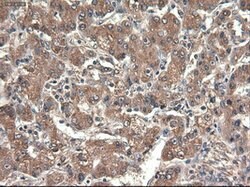 CPA1 (Carboxypeptidase A1) Mouse anti-Human, Clone: OTI4F1, lyophilized,