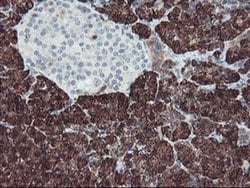 CPA1 (Carboxypeptidase A1) Monoclonal Antibody (OTI2E3), TrueMAB , OriGene
