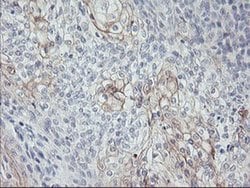 CPA1 (Carboxypeptidase A1) Monoclonal Antibody (OTI2E3), TrueMAB , OriGene