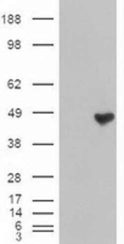 CPA1 (Carboxypeptidase A1) Mouse anti-Human, Clone: OTI2A3, lyophilized,
