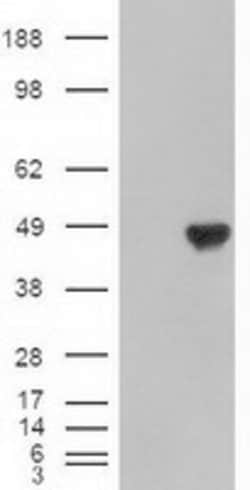 CPA1 (Carboxypeptidase A1) Mouse anti-Human, Clone: OTI4F1, lyophilized,
