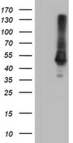 CPA1 (Carboxypeptidase A1) Monoclonal Antibody (OTI2E3), TrueMAB , OriGene:Antibodies:Primary