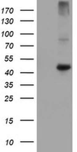 CPA1 (Carboxypeptidase A1) Monoclonal Antibody (OTI4F10), TrueMAB , OriGene