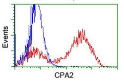CPA2 Monoclonal Antibody (OTI1A1), TrueMAB , OriGene 30 &mu;L; Unconjugated:Antibodies,