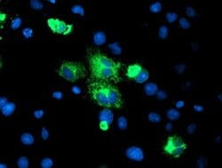 CPA2 Monoclonal Antibody (OTI1D8), TrueMAB , OriGene 30 &mu;L; Unconjugated:Antibodies,