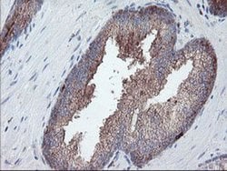 CPA2 Monoclonal Antibody (OTI1C7), TrueMAB , OriGene:Antibodies:Primary