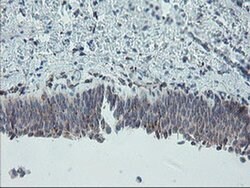 CPA2 Monoclonal Antibody (OTI1C7), TrueMAB , OriGene 100 &mu;L; Unconjugated:Antibodies,
