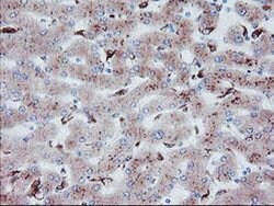 CPA2 Monoclonal Antibody (OTI1C7), TrueMAB , OriGene:Antibodies:Primary