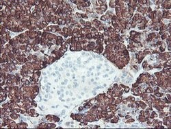 CPA2 Monoclonal Antibody (OTI1A1), TrueMAB , OriGene 30 &mu;L; Unconjugated:Antibodies,
