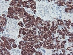 CPA2 Monoclonal Antibody (OTI1D8), TrueMAB , OriGene 30 &mu;L; Unconjugated:Antibodies,
