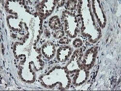 CPA2 Mouse anti-Human, Mouse, Rat, Clone: OTI3D8, lyophilized, TrueMAB