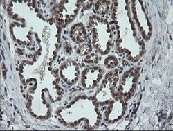 CPA2 Monoclonal Antibody (OTI3D8), TrueMAB , OriGene 100 &mu;L; Unconjugated:Antibodies,