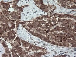 CPA2 Mouse anti-Human, Mouse, Rat, Clone: OTI3D8, lyophilized, TrueMAB