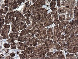 CPA2 Mouse anti-Human, Mouse, Rat, Clone: OTI3D8, lyophilized, TrueMAB