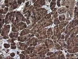 CPA2 Monoclonal Antibody (OTI3D8), TrueMAB , OriGene 100 &mu;L; Unconjugated:Antibodies,
