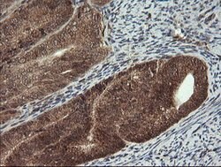 CPA2 Mouse anti-Human, Mouse, Rat, Clone: OTI3D8, lyophilized, TrueMAB