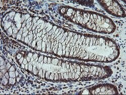 CPA2 Mouse anti-Human, Mouse, Rat, Clone: OTI3D8, lyophilized, TrueMAB