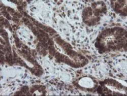 CPA2 Mouse anti-Human, Mouse, Rat, Clone: OTI3D8, lyophilized, TrueMAB