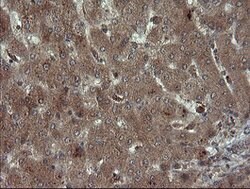 CPA2 Mouse anti-Human, Mouse, Rat, Clone: OTI3D8, lyophilized, TrueMAB