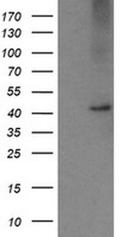 CPA2 Monoclonal Antibody (OTI3D8), TrueMAB , OriGene:Antibodies:Primary