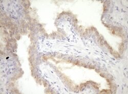 CPM Monoclonal Antibody (OTI8E2), TrueMAB , OriGene 100 &mu;L; Unconjugated:Antibodies,