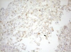 CPM Mouse anti-Human, Clone: OTI2D11, TrueMAB , Origene 30 &mu;L; Unconjugated:Antibodies,