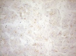 CPM Mouse anti-Human, Clone: OTI2D11, TrueMAB , Origene 30 &mu;L; Unconjugated:Antibodies,