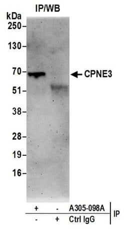 CPNE3/Copine 3 Rabbit anti-Human, Polyclonal, Bethyl Laboratories 100 &mu;L;