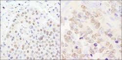 CPSF100 Rabbit anti-Human, Mouse, Polyclonal, Bethyl Laboratories 100 &mu;l;