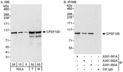 CPSF100 Rabbit anti-Human, Mouse, Polyclonal, Bethyl Laboratories 100 &mu;l;