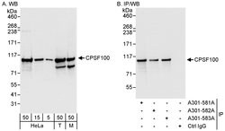 CPSF100 Rabbit anti-Human, Mouse, Polyclonal, Bethyl Laboratories 100 &mu;L;