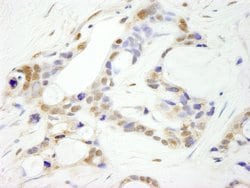 CPSF100 Polyclonal Antibody, Bethyl Laboratories 100 &mu;L; Unconjugated:Antibodies,