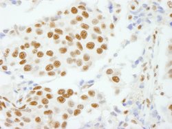 CPSF160 Polyclonal Antibody, Bethyl Laboratories 100 &mu;L; Unconjugated:Antibodies,