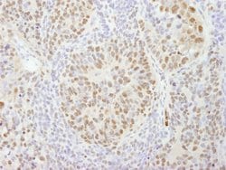 CPSF160 Polyclonal Antibody, Bethyl Laboratories 100 &mu;L; Unconjugated:Antibodies,