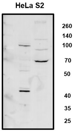Invitrogen CPSF3L Polyclonal Antibody 100 &mu;L; Unconjugated:Antibodies,